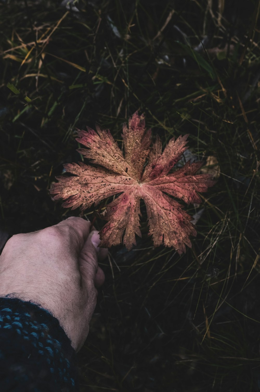 a person holding a flower in their hand