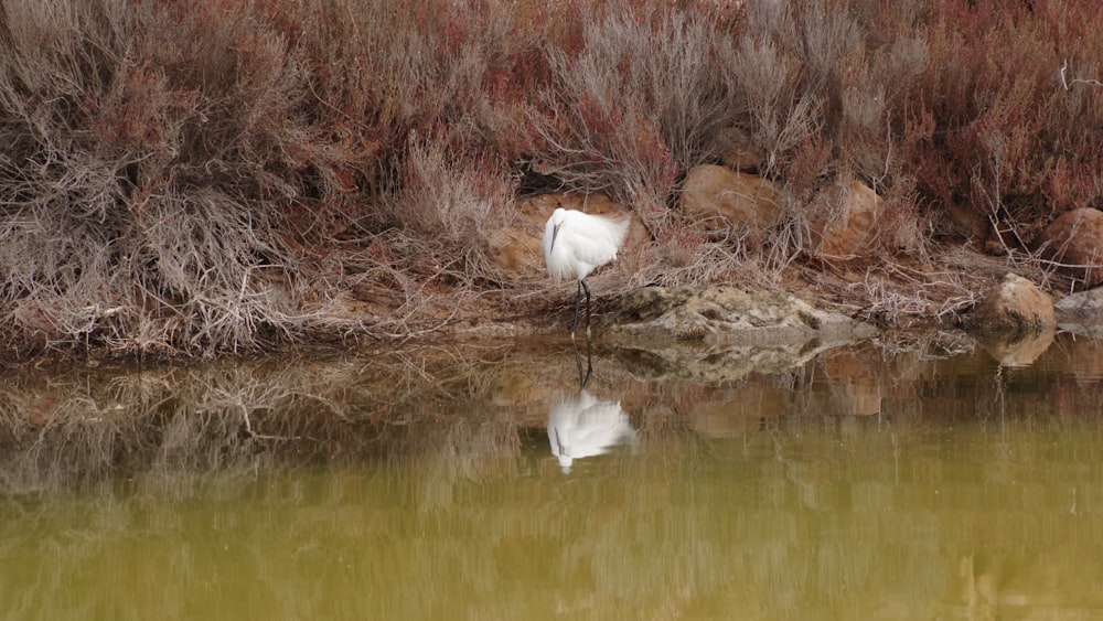 a white bird sitting on top of a body of water