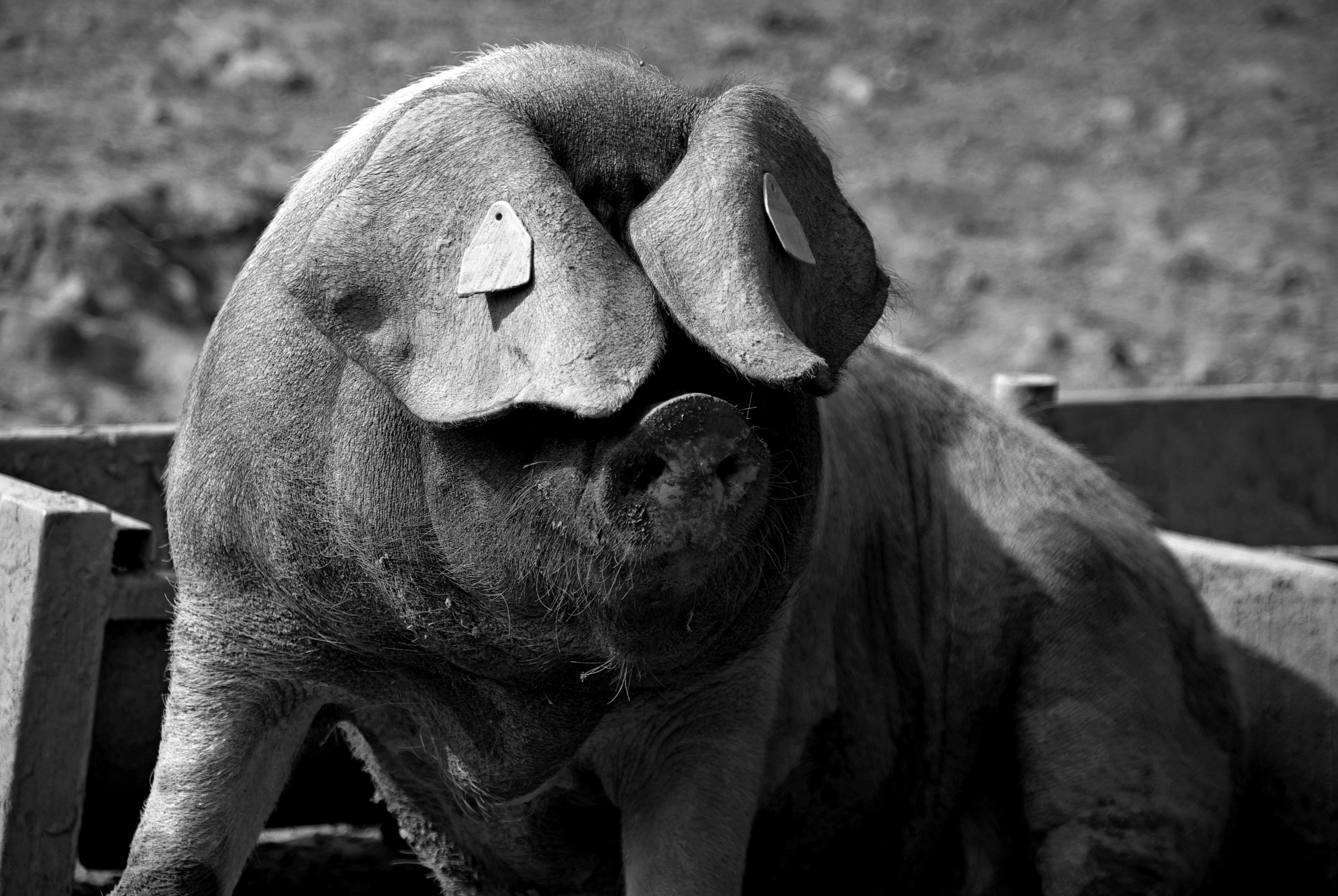 a black and white photo of a pig in a trough