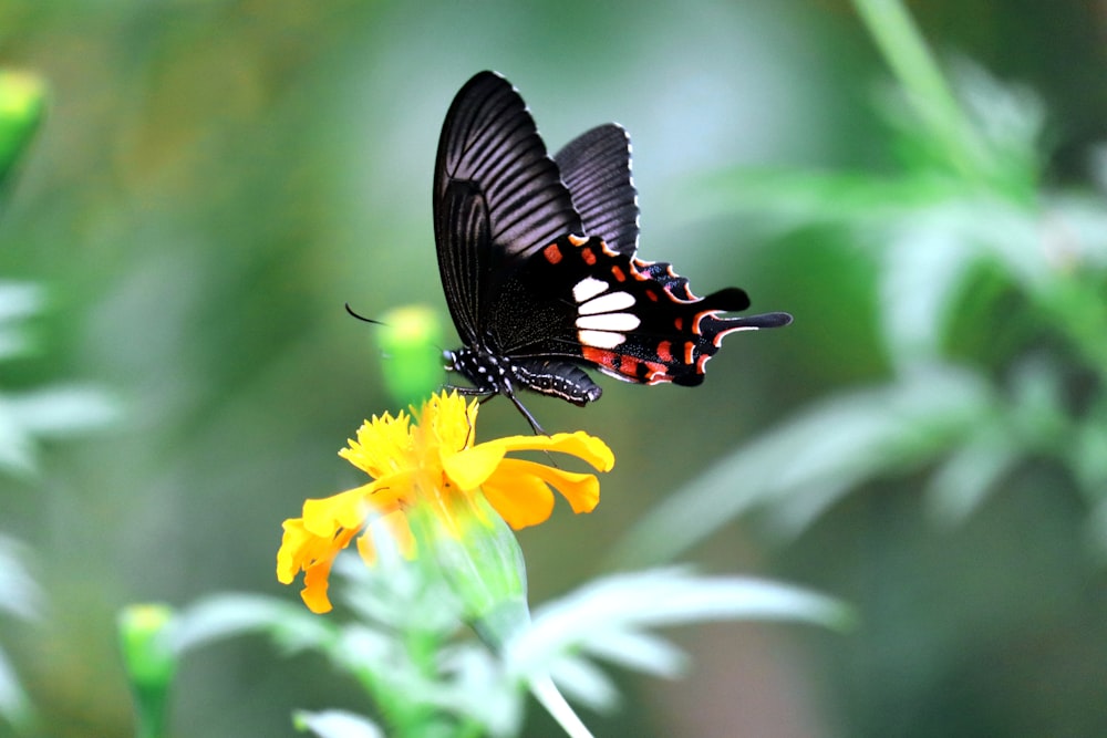 a black and red butterfly sitting on a yellow flower