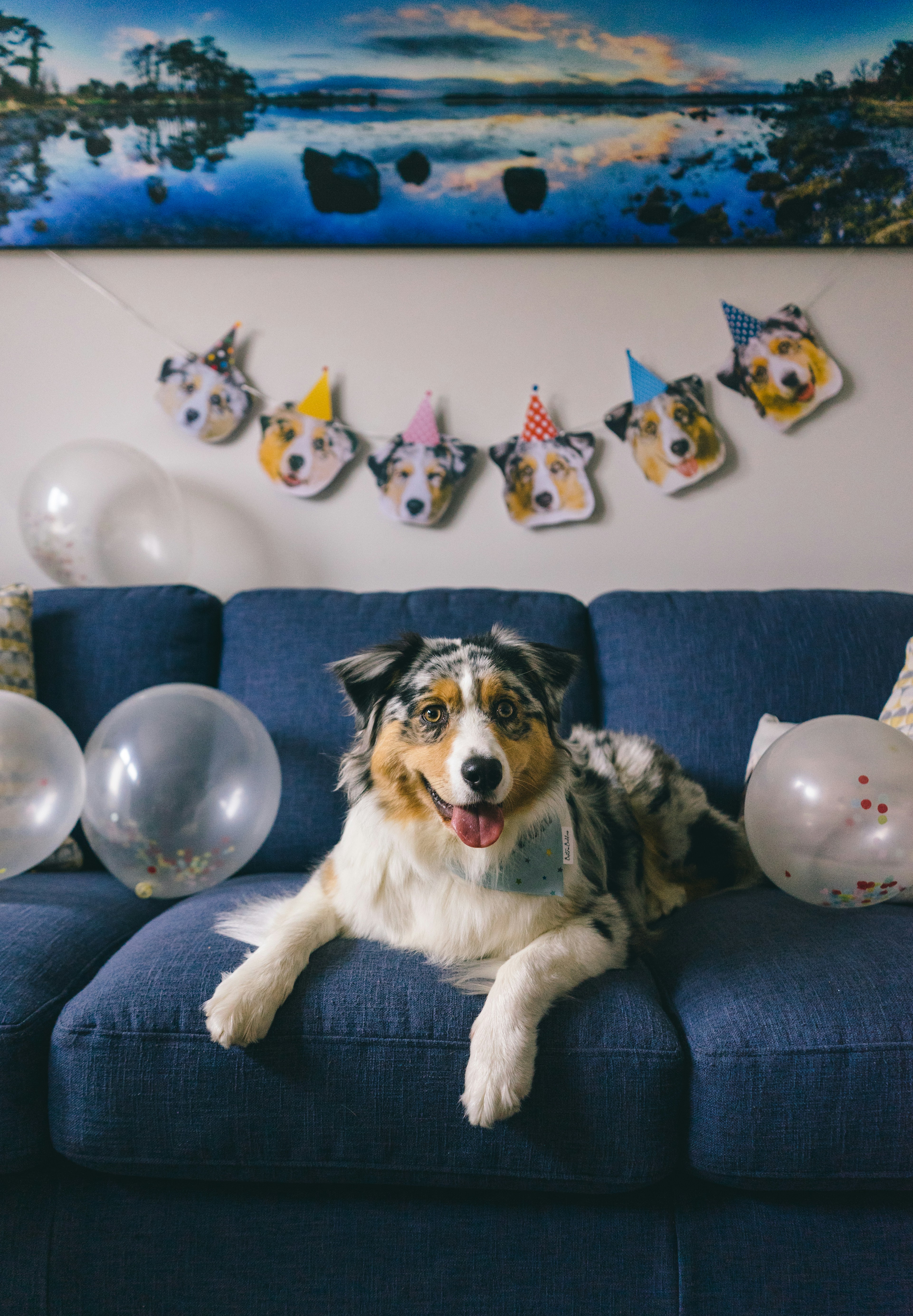 Orca's 1st Birthday - Australian Shepherd Dog Birthday Party with balloons and a custom banner!