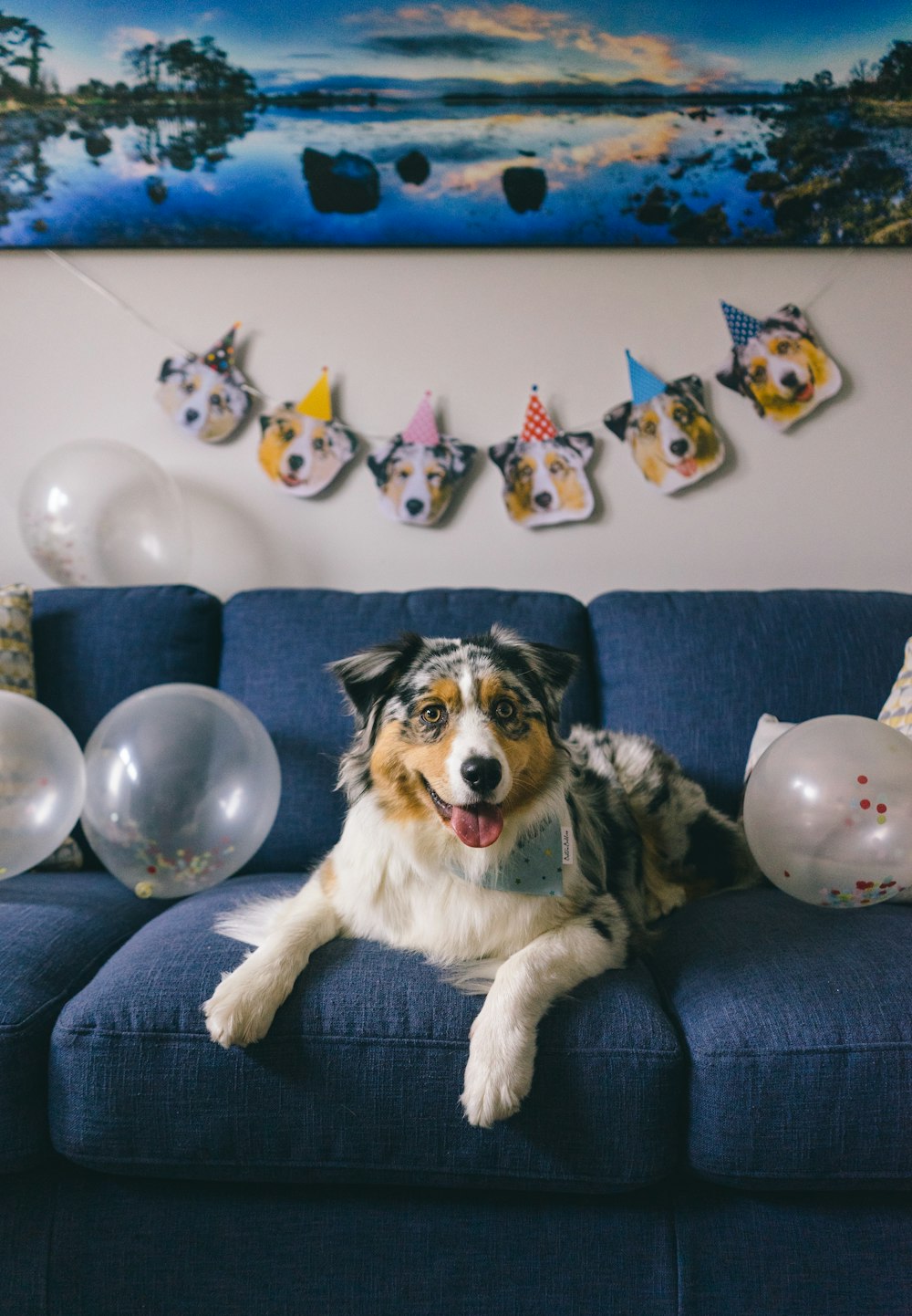 a dog sitting on a blue couch in front of balloons