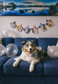 A dog is lying on a blue couch surrounded by transparent balloons, decorated with colorful confetti. Above the dog is a garland featuring images of the same dog's face, each adorned with a party hat. A serene landscape painting hangs on the wall in the background.