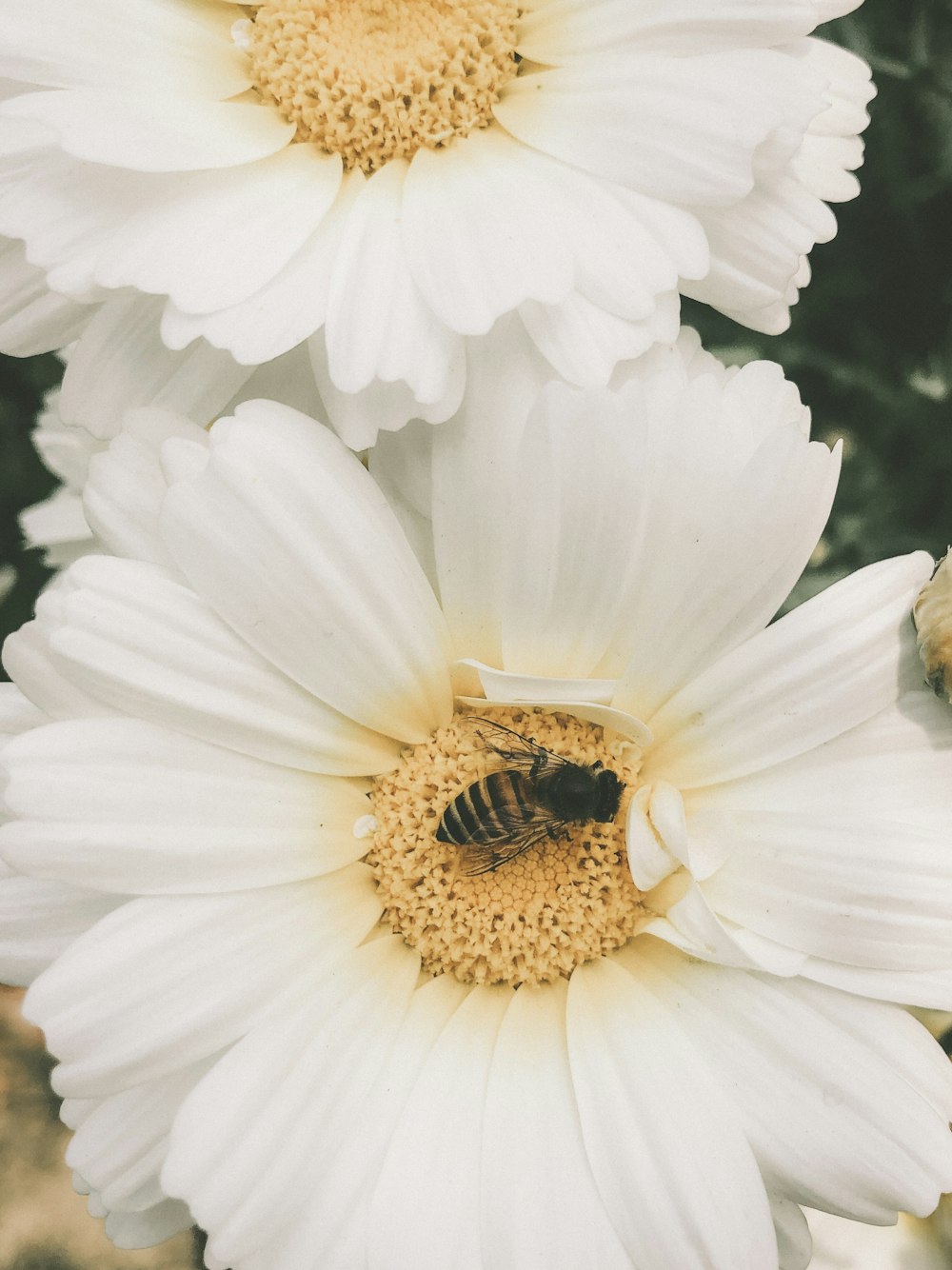 two white flowers with a bee in the middle