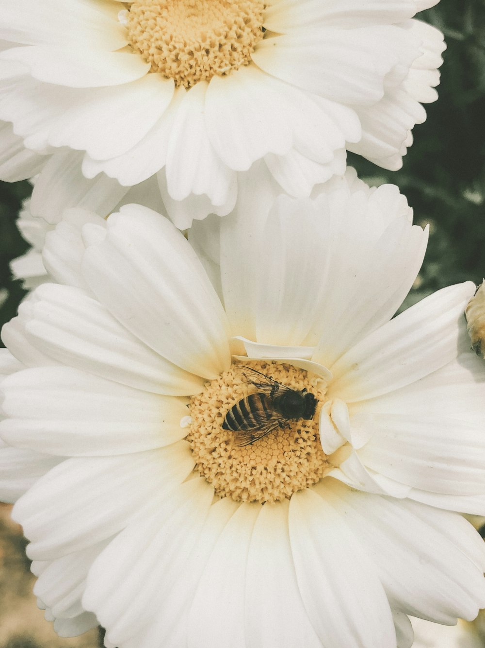 zwei weiße Blüten mit einer Biene in der Mitte