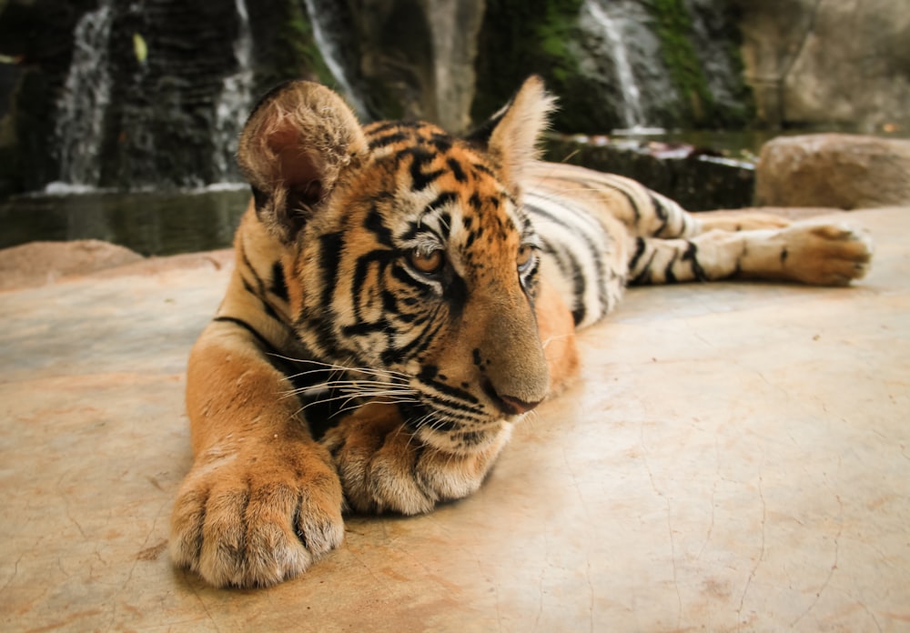 a tiger laying on the ground next to a waterfall