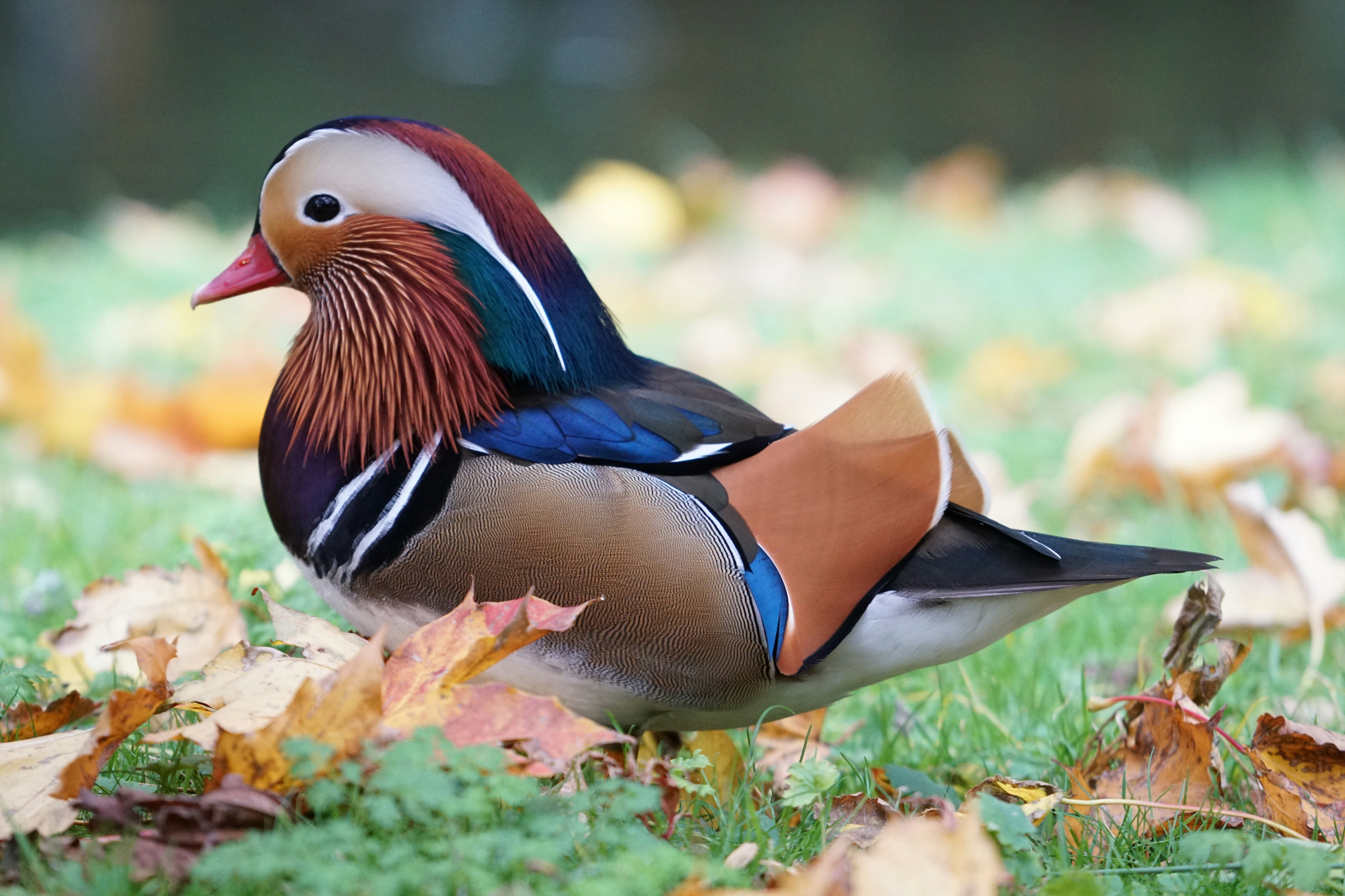 a colorful bird sitting on top of a lush green field