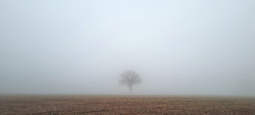 a lone tree stands in a foggy field