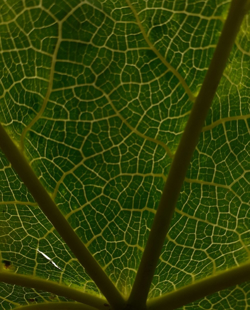 a close up view of a green leaf