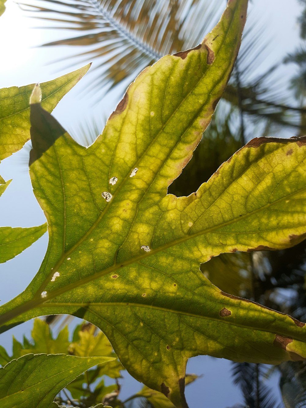 a green leaf with brown spots on it