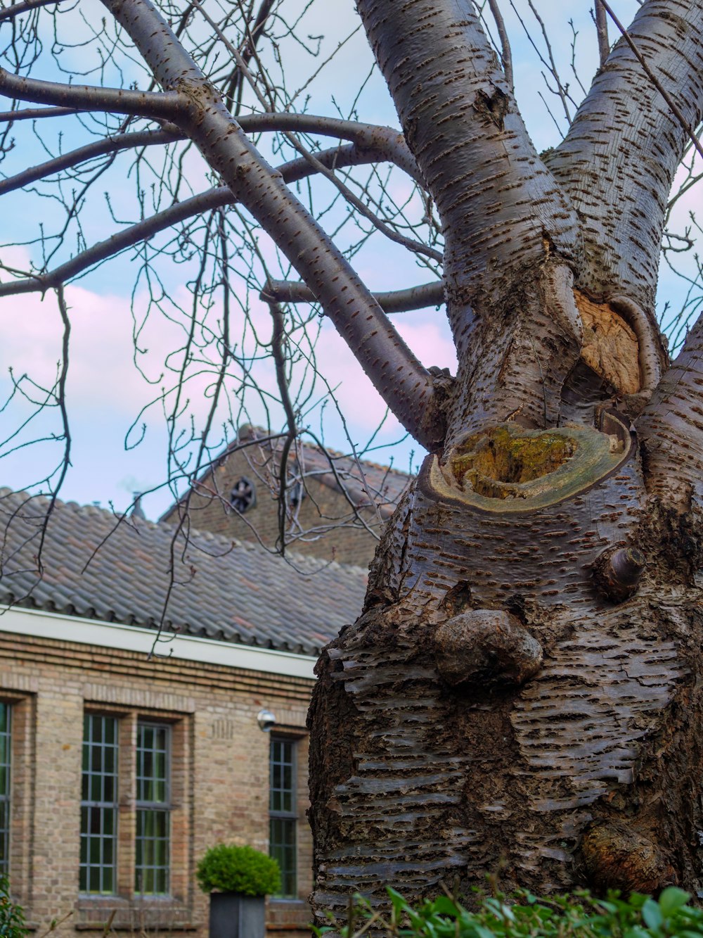 a tree that has been cut down with a saw