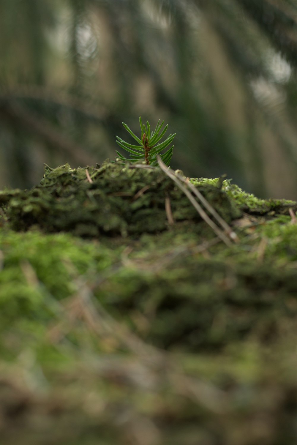 a small pine tree sprouts out of the moss