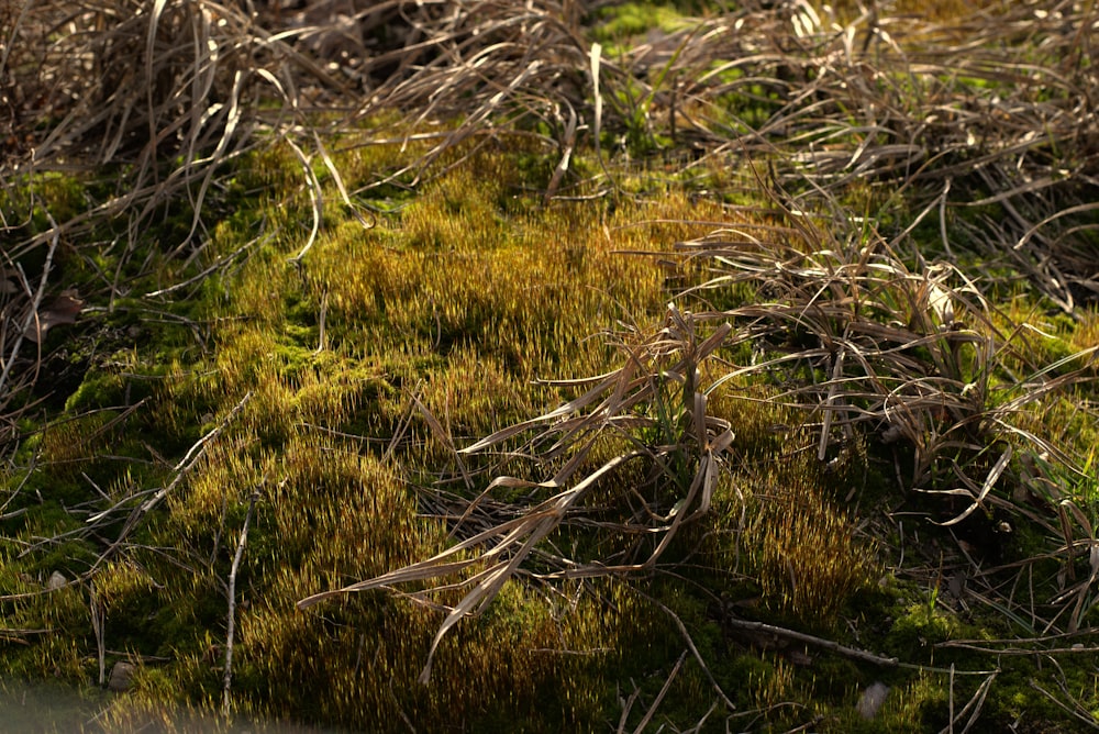 a close up of a patch of grass covered in grass