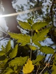 a close up of a leaf on a tree
