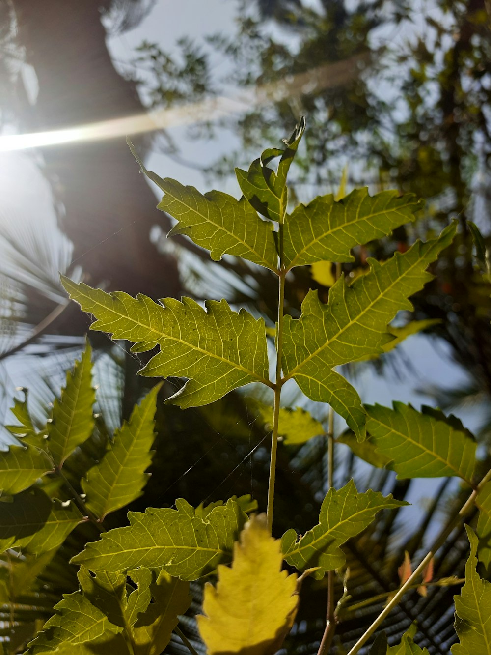 a close up of a leaf on a tree