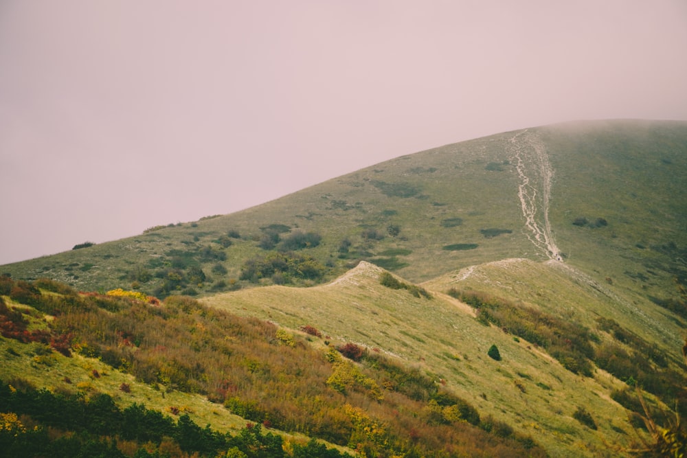 a grassy hill with trees and bushes on the side