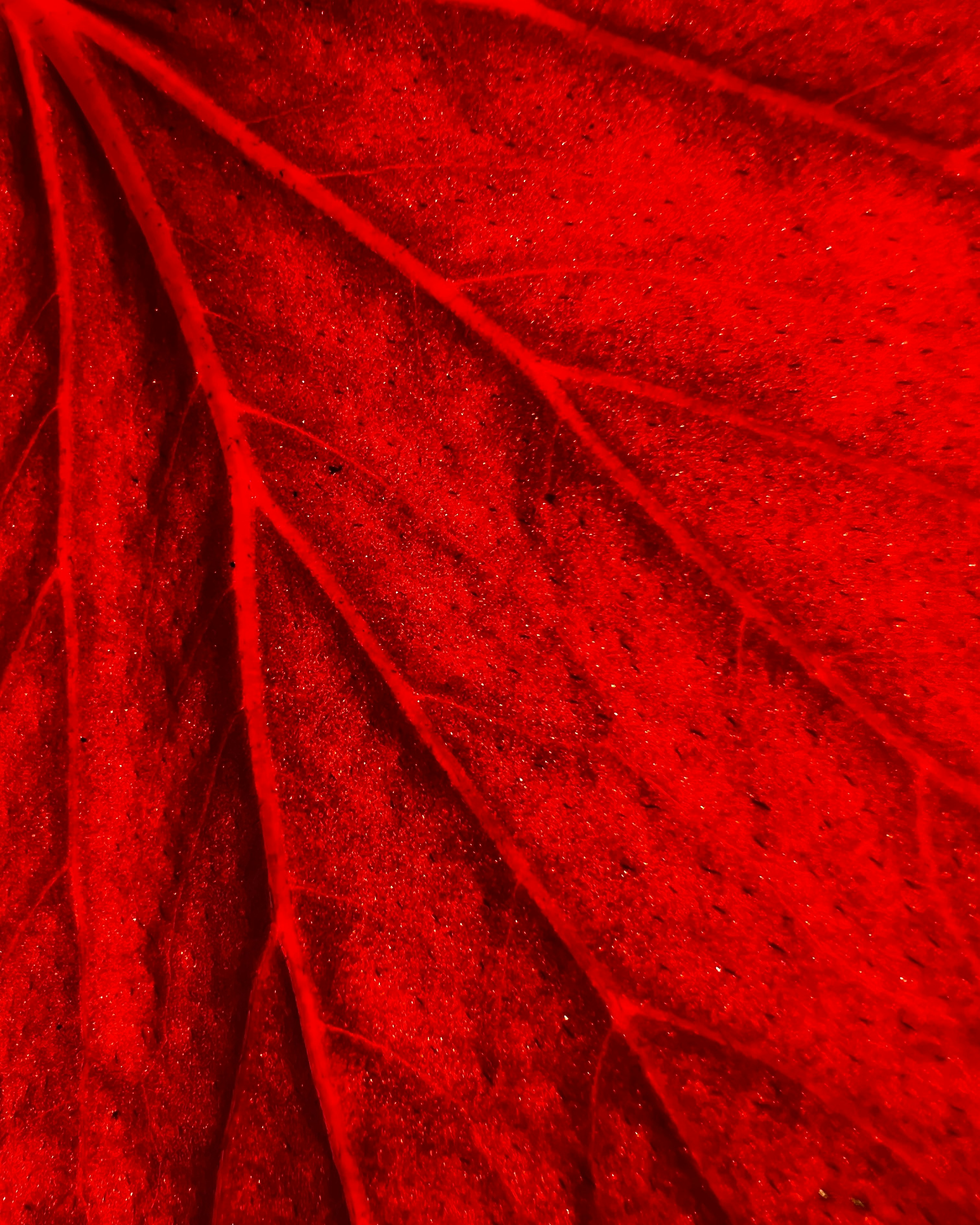Vue rapprochée d’une feuille rouge
