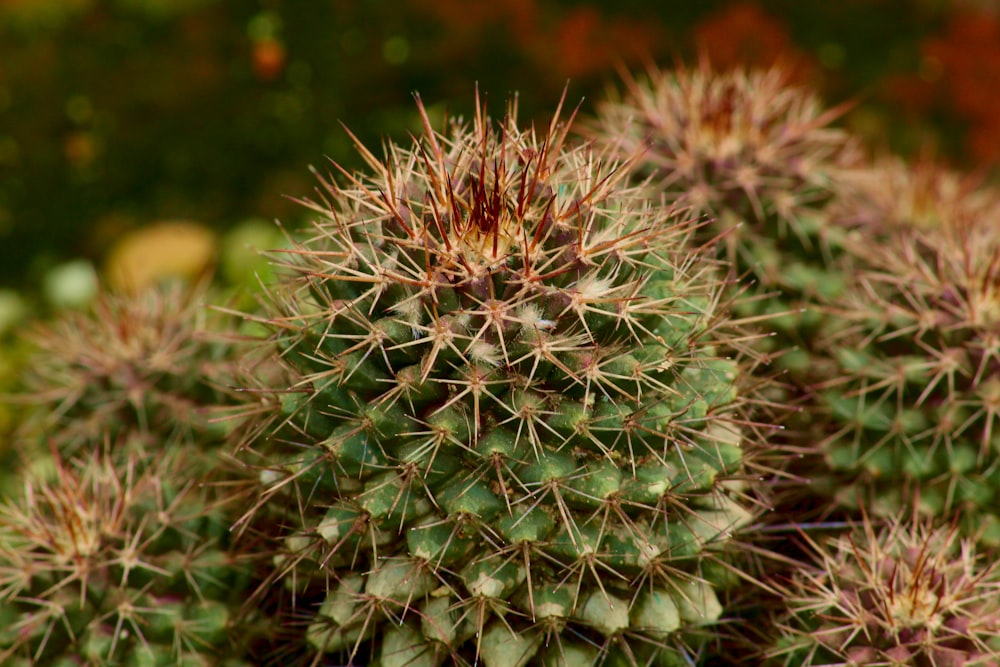 a close up of a bunch of cactus plants