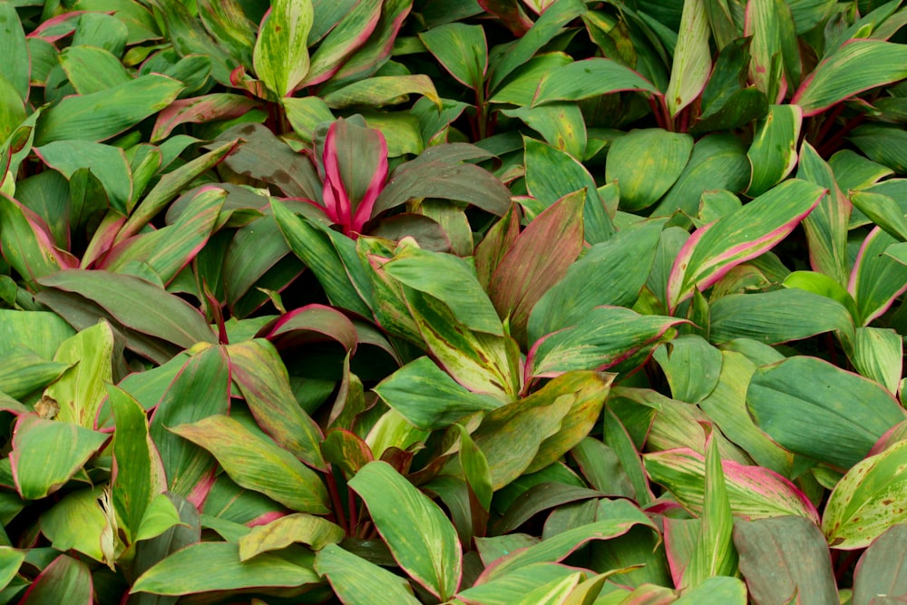 um close up de um monte de plantas verdes