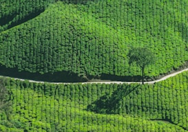 A vibrant green landscape of a tea plantation with neatly arranged rows of tea bushes. A single tree stands prominently alongside a narrow, winding dirt path that cuts through the plantation, casting a shadow on the field.