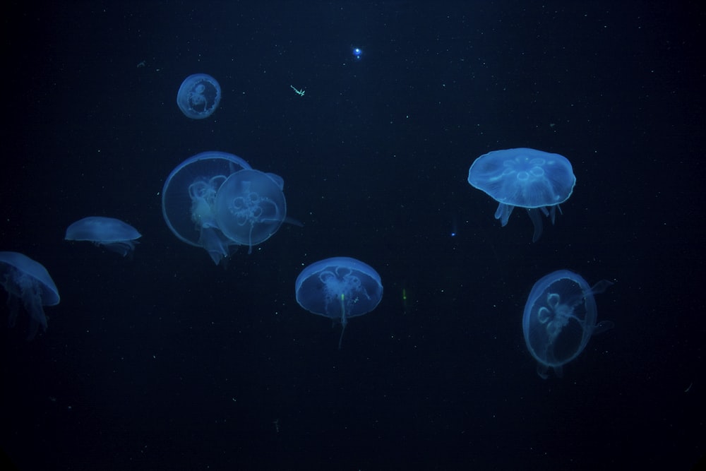 a group of jellyfish swimming in the dark water