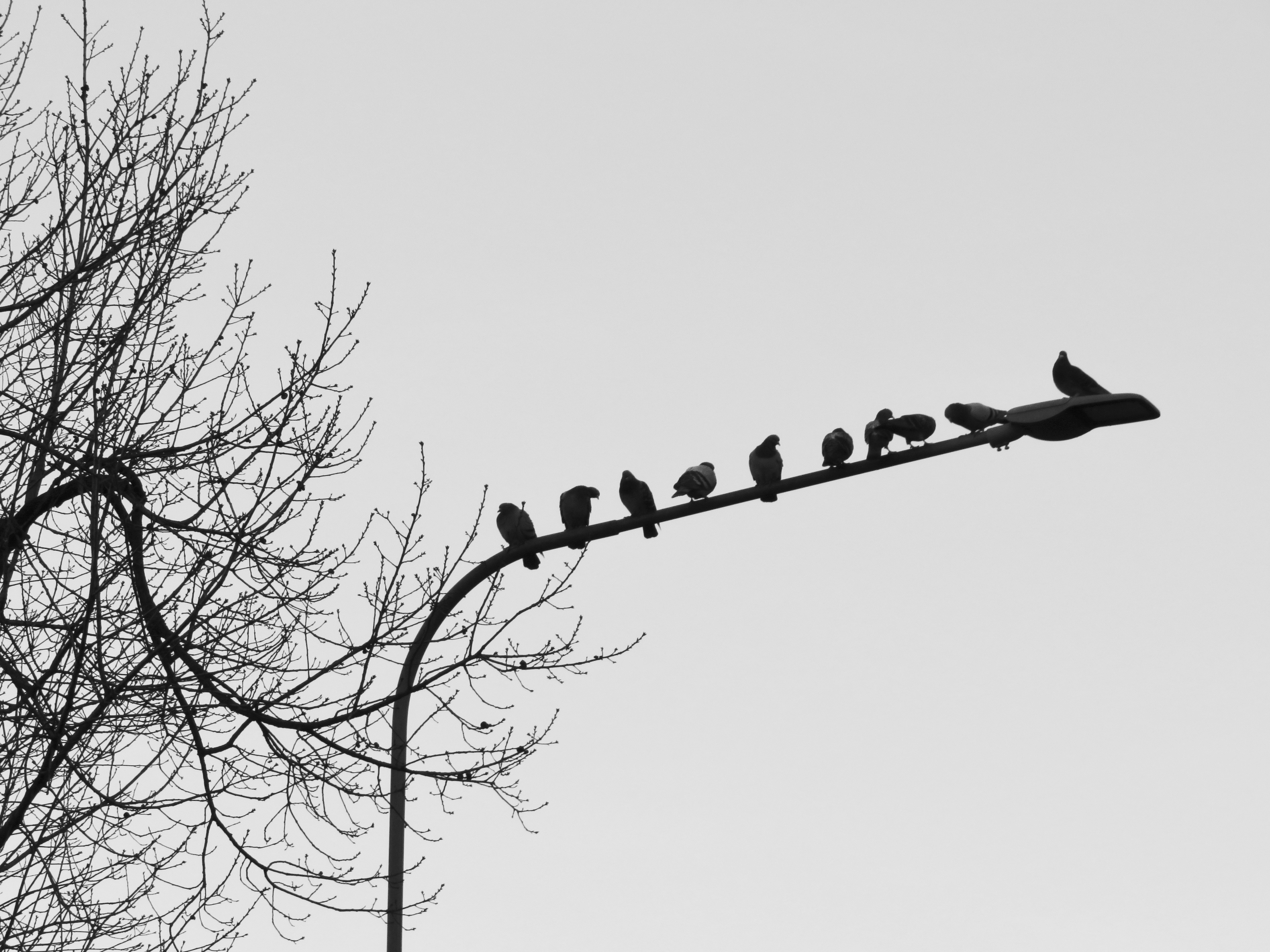 a flock of birds sitting on top of a street light