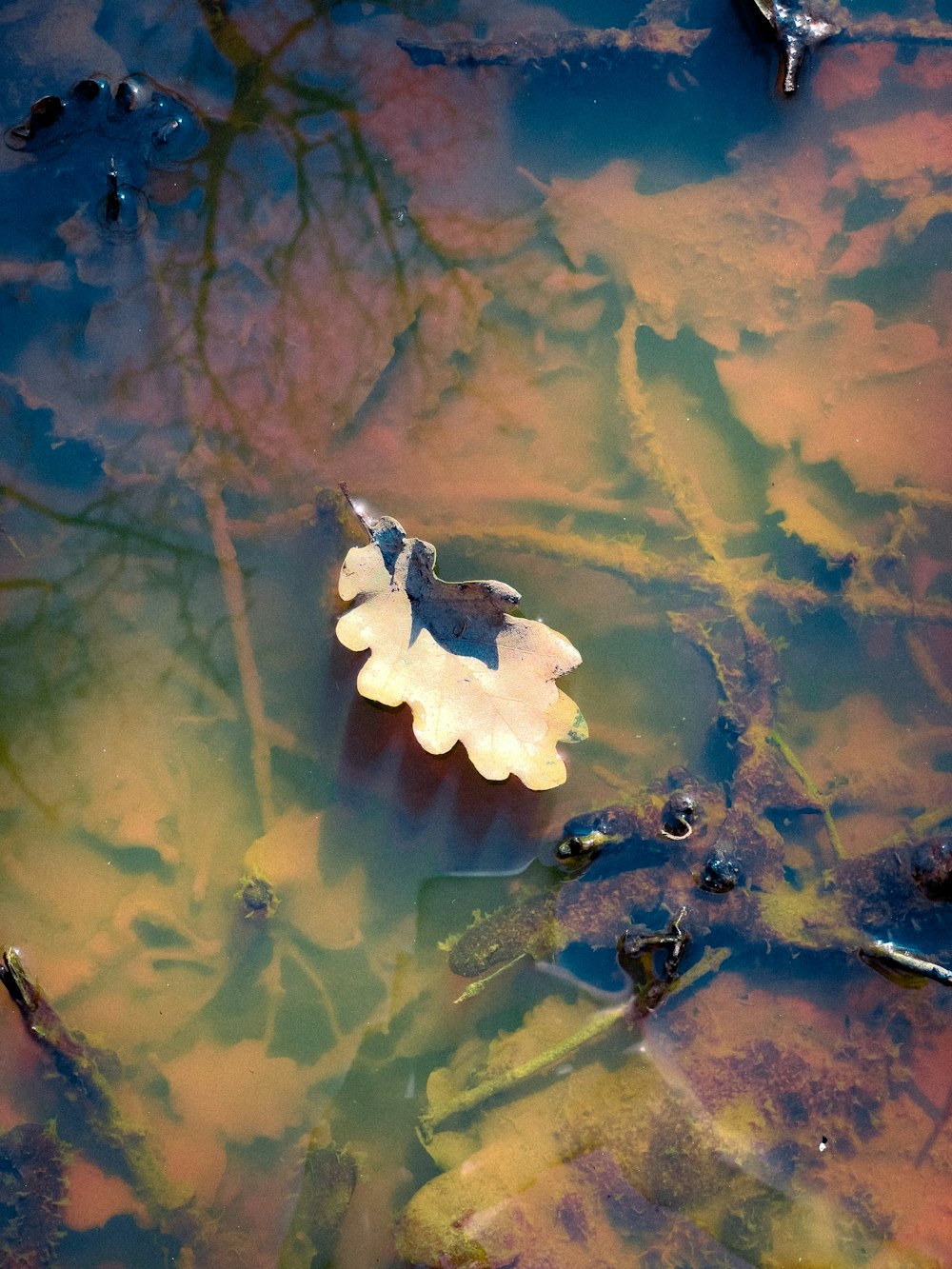 a leaf floating on top of a body of water