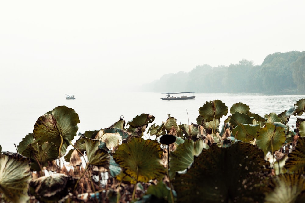 a boat floating on top of a body of water