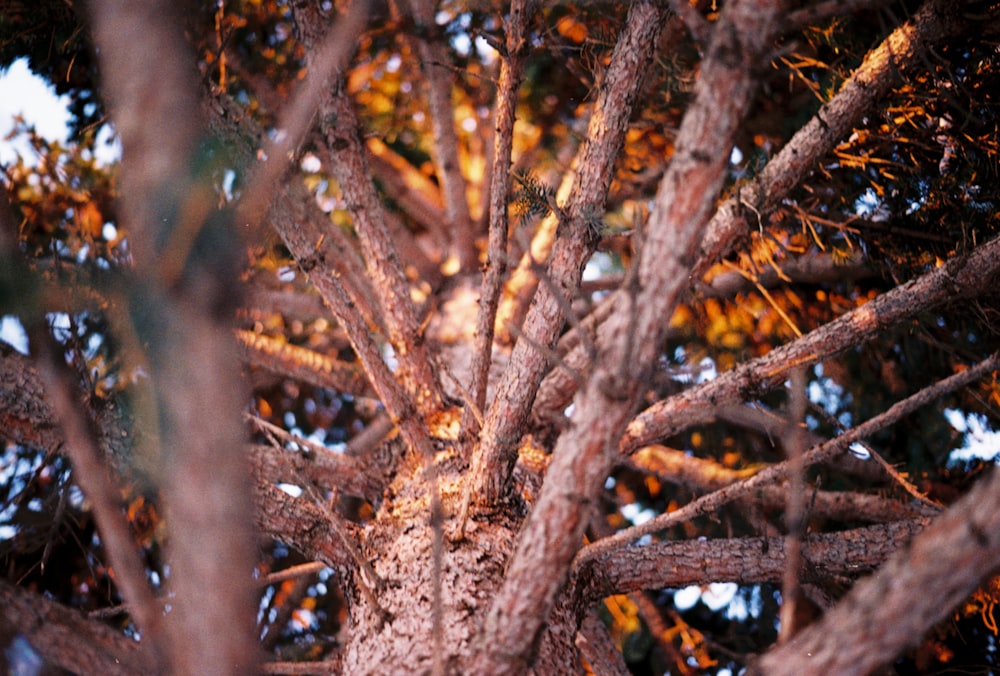 a close up of a tree with lots of branches