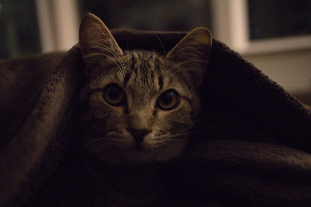 a cat peeking out from under a blanket