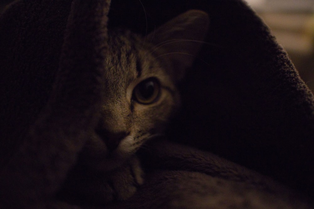 a cat peeking out from under a blanket