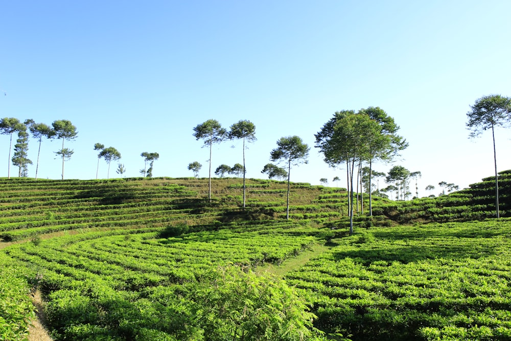 a lush green hillside covered in lots of trees