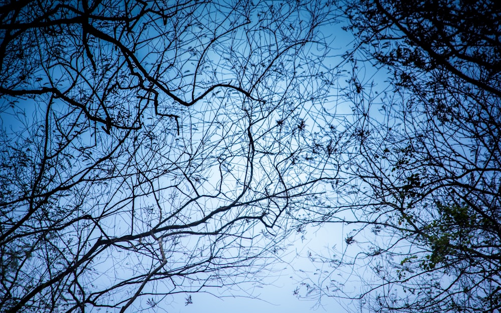 the branches of a tree against a blue sky