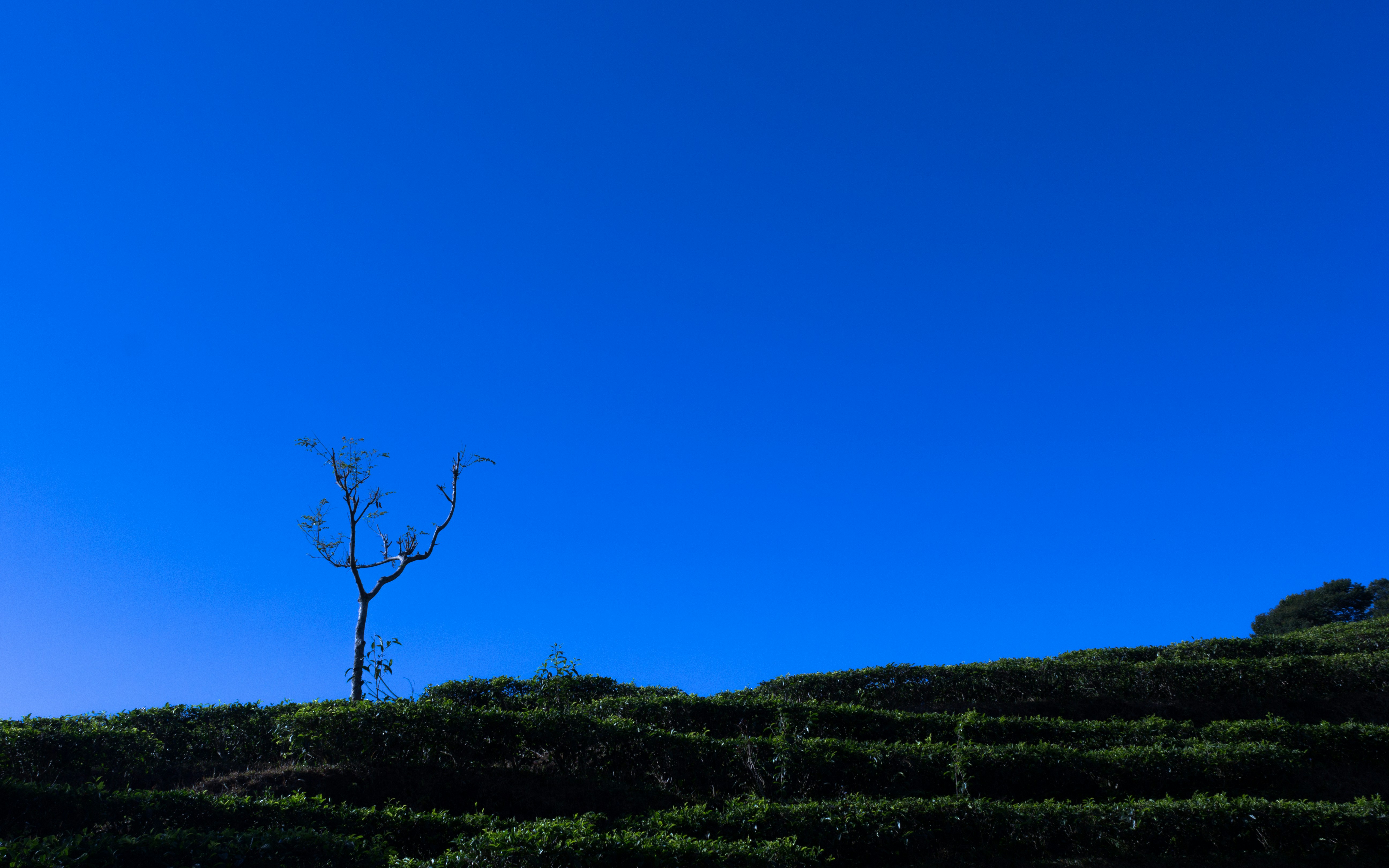 a lone tree on a grassy hill under a blue sky