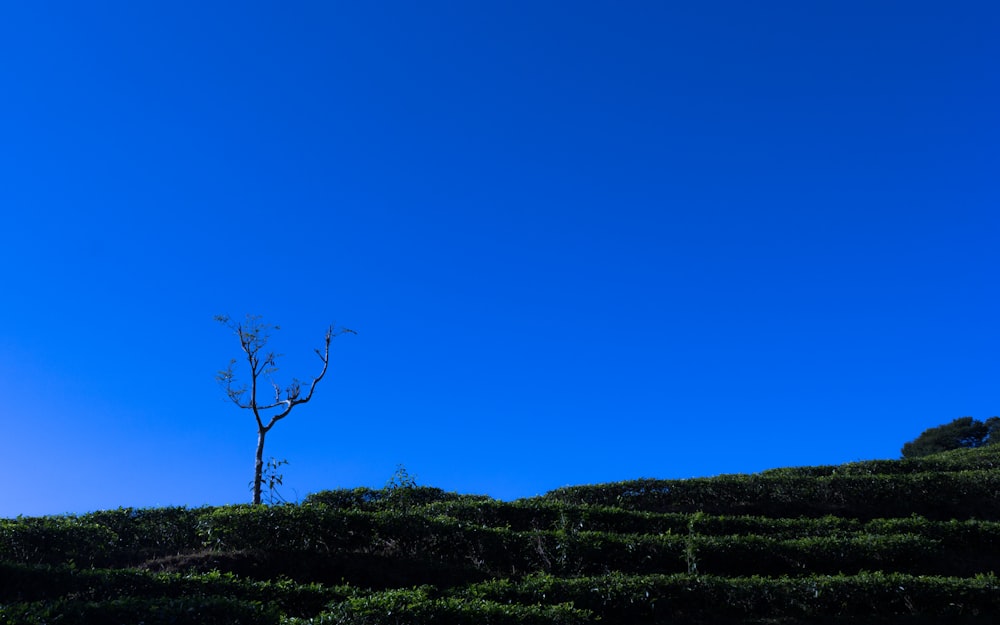 a lone tree on a grassy hill under a blue sky