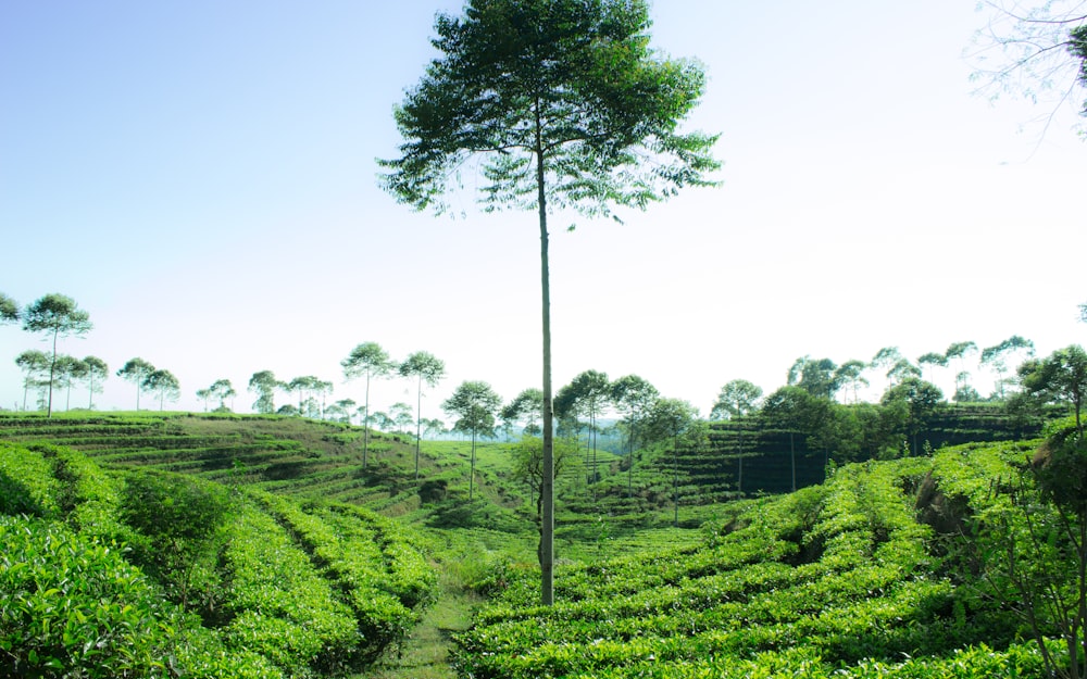 a lush green field with a tree in the middle