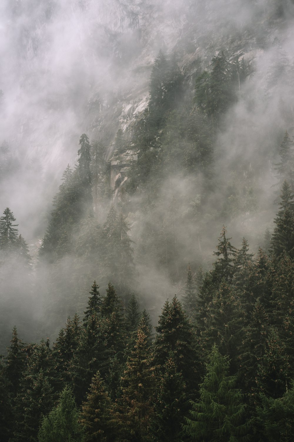 Ein nebelbedeckter Berg mit Bäumen im Vordergrund