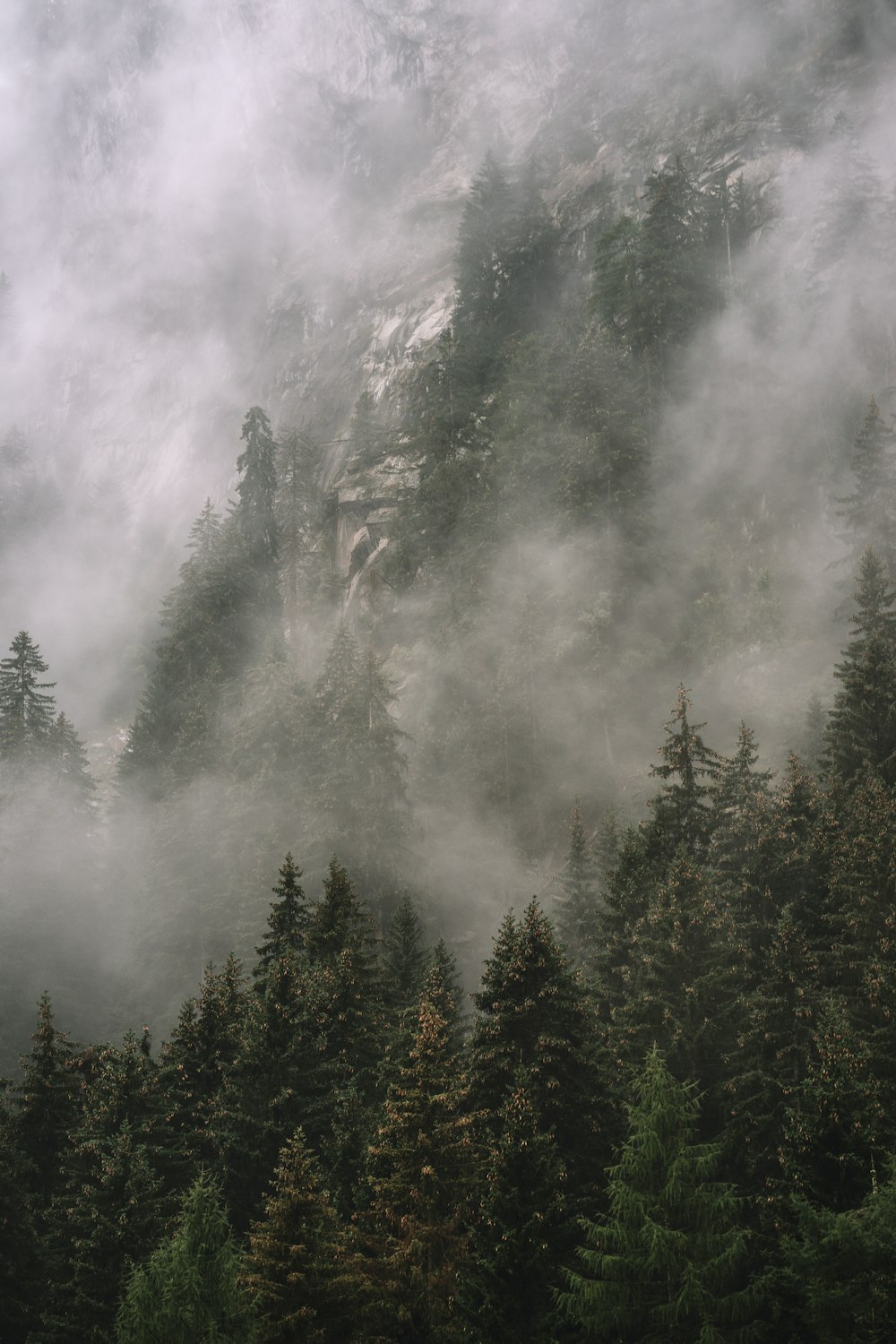 a mountain covered in fog with trees in the foreground