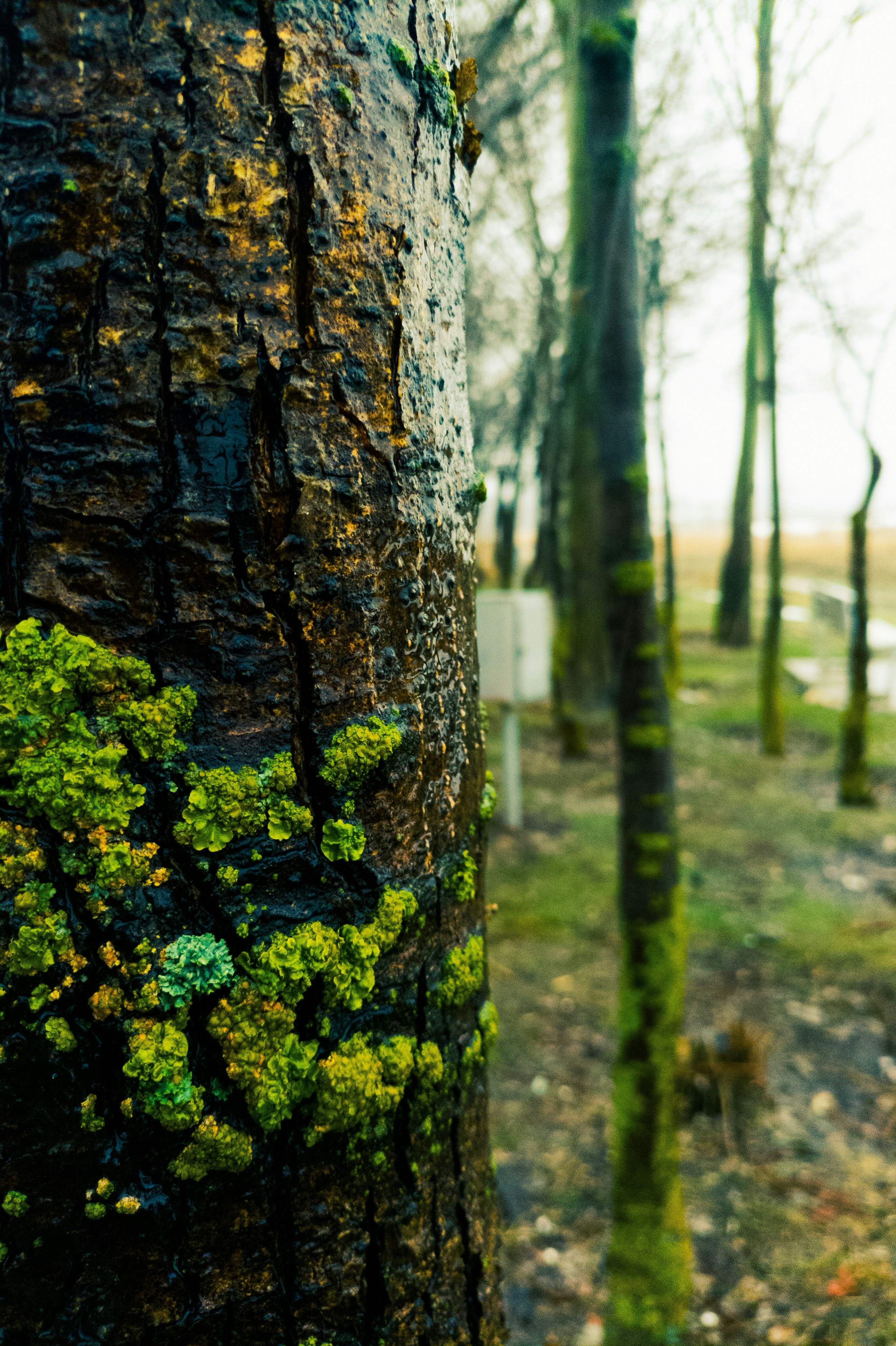 a close up of a tree with moss growing on it