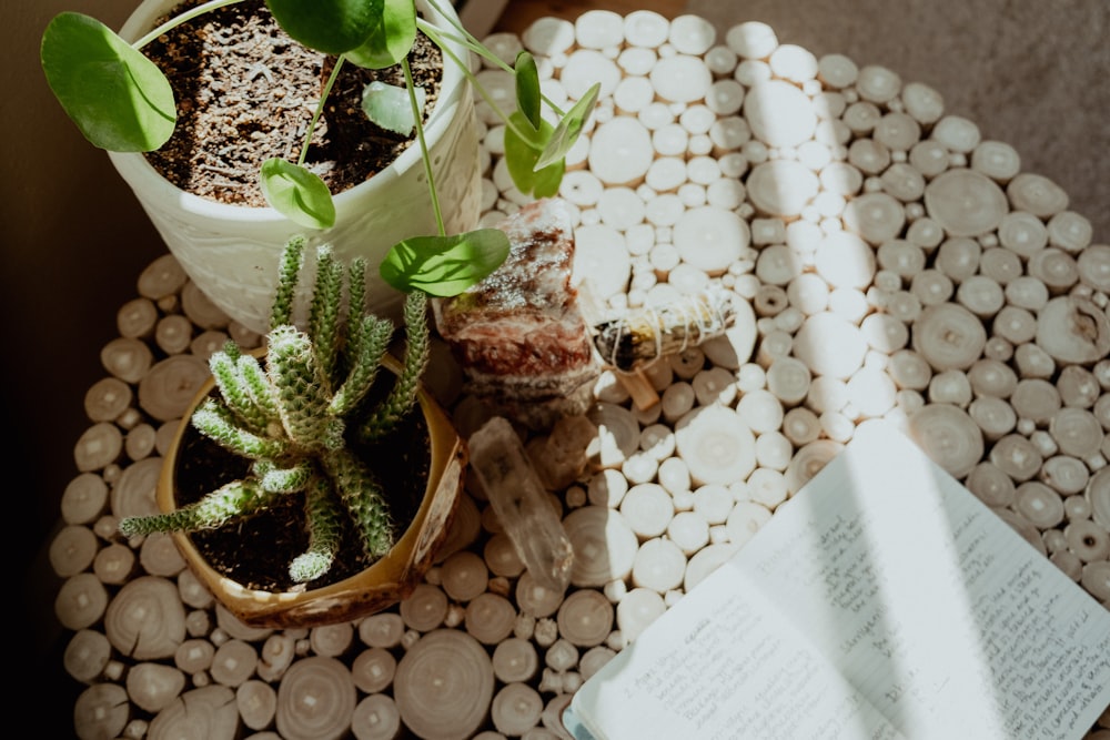 a table topped with a potted plant next to a book