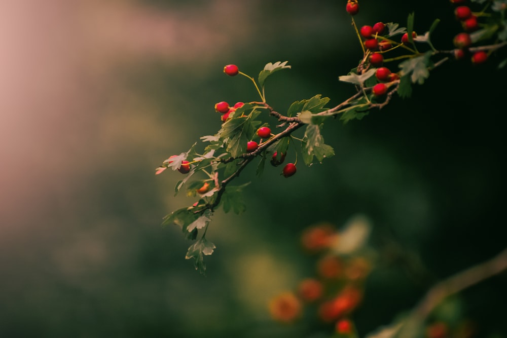 a branch with red berries and green leaves