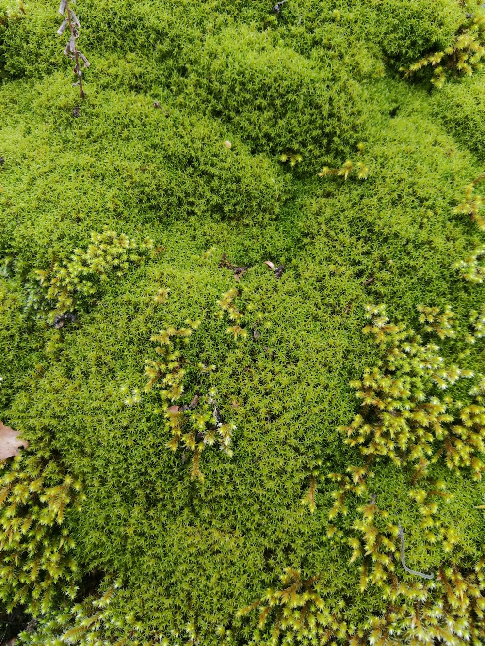 a patch of green moss growing on the side of a road