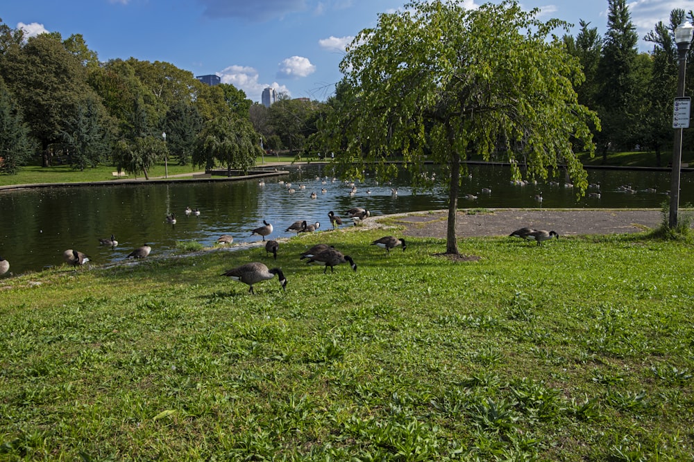 a bunch of birds that are standing in the grass