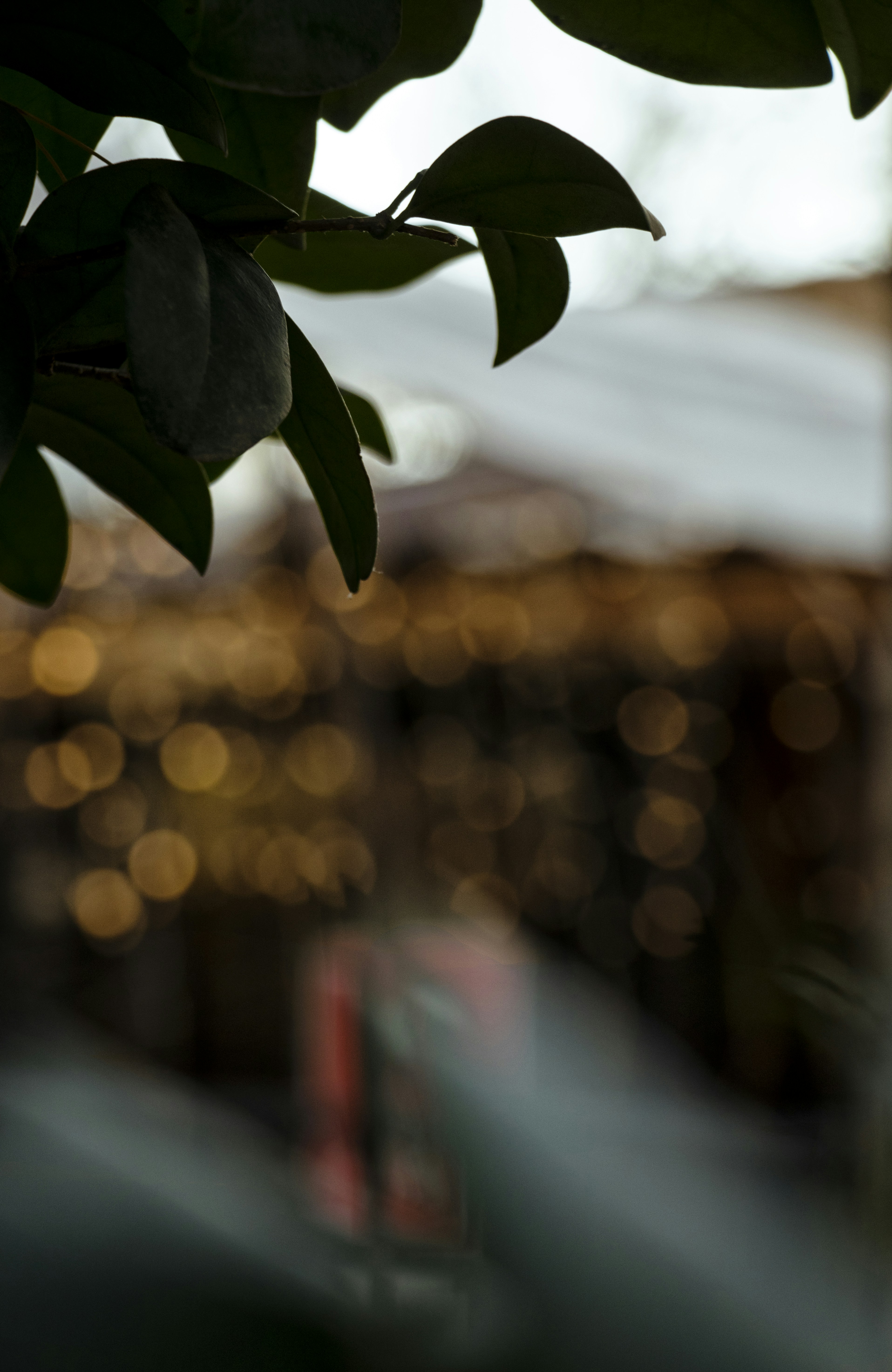 A close up of a tree with a blurry background photo – Free Flower Image ...