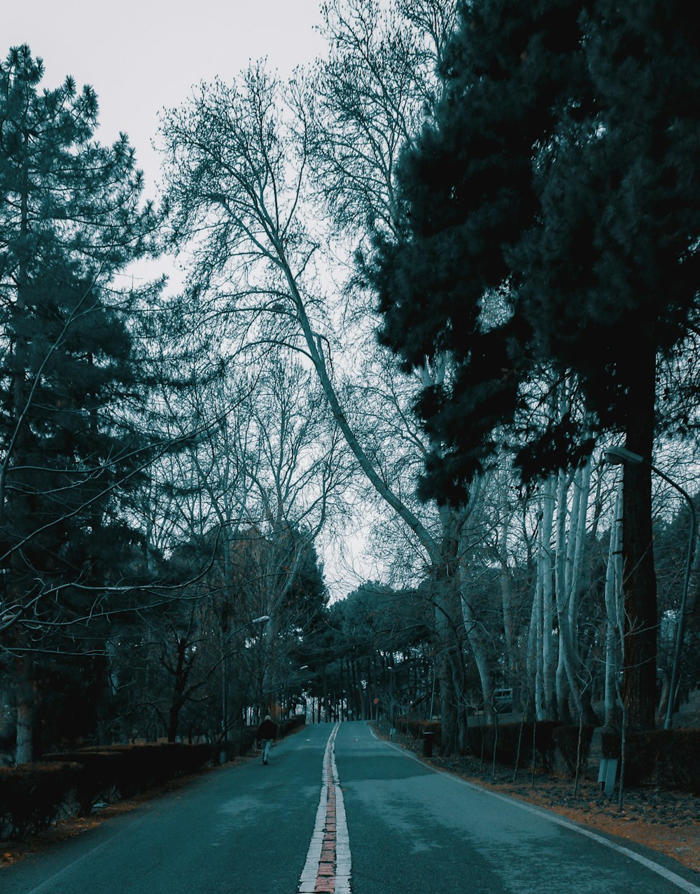 a street lined with lots of trees next to a forest