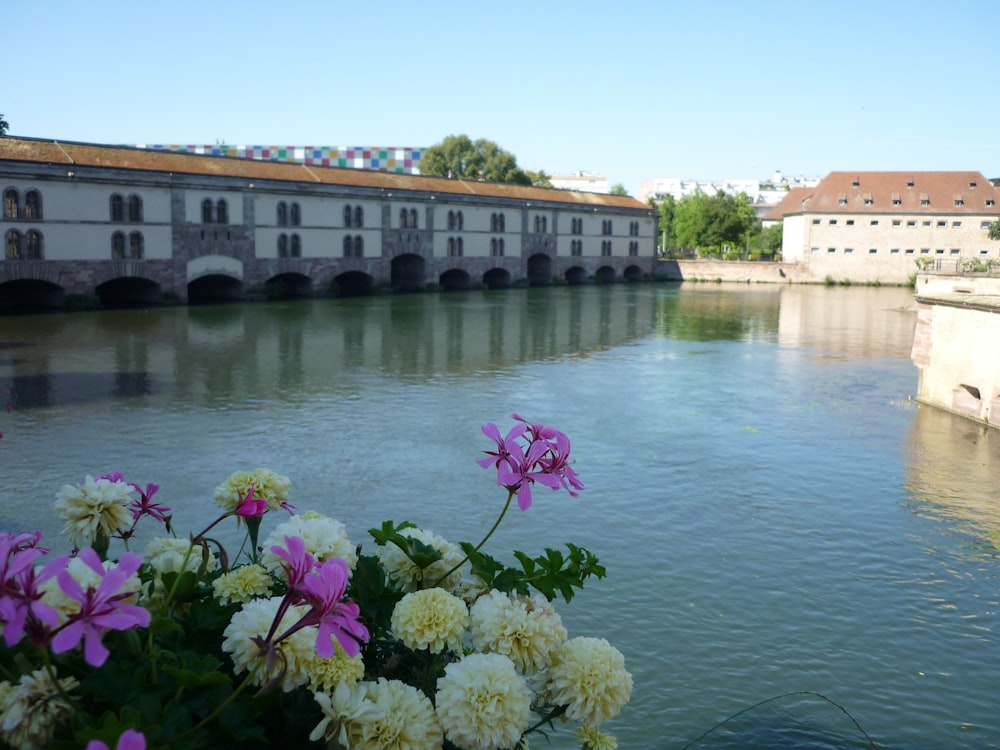 a bunch of flowers that are by some water