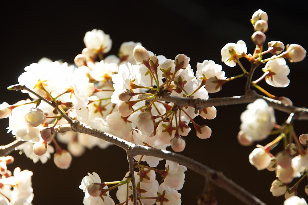 a close up of a tree with white flowers