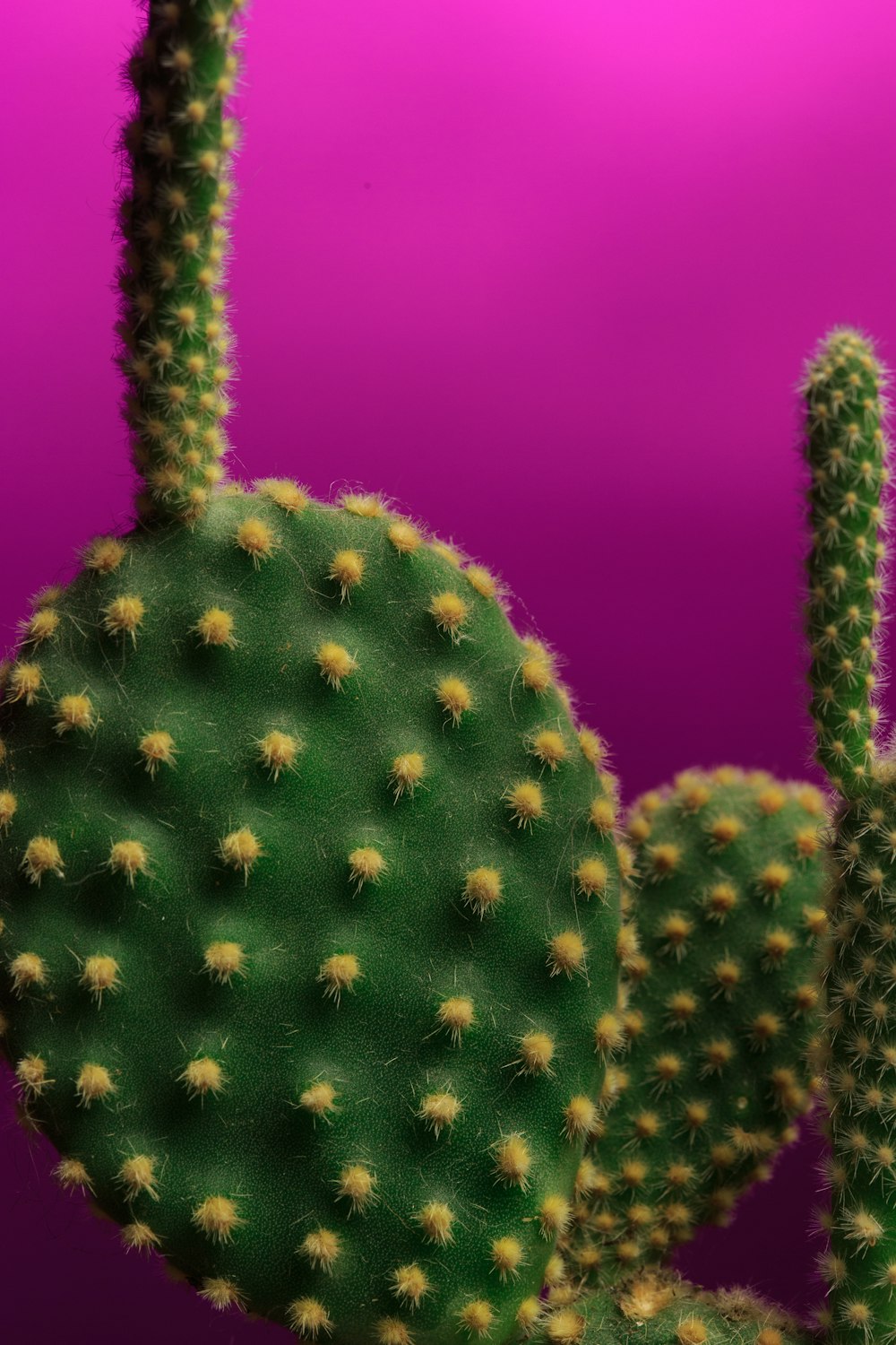 a close up of a cactus on a purple background