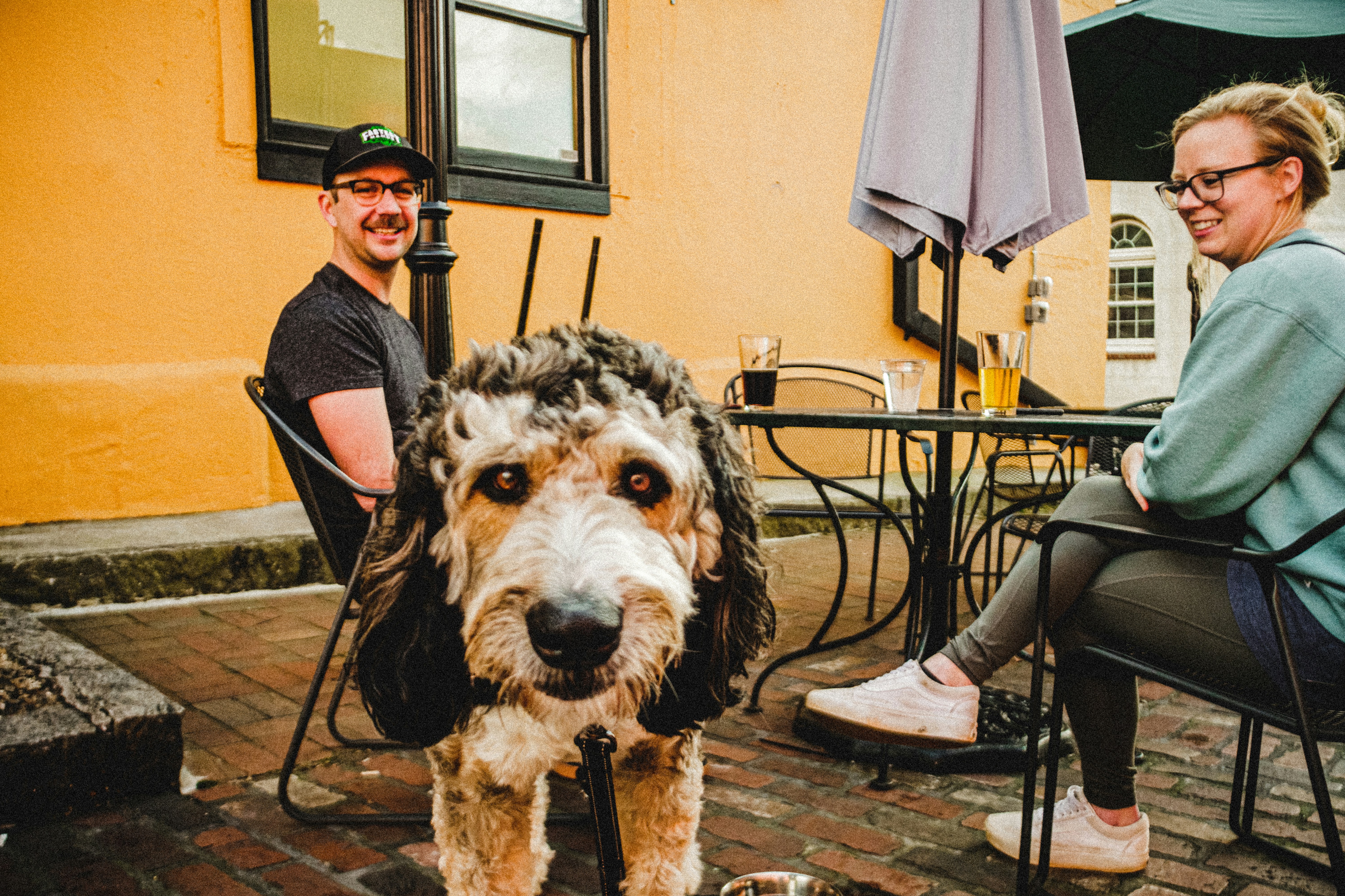 반려견과 함께 갈 수 있는 전국 애견카페 핫플 모음