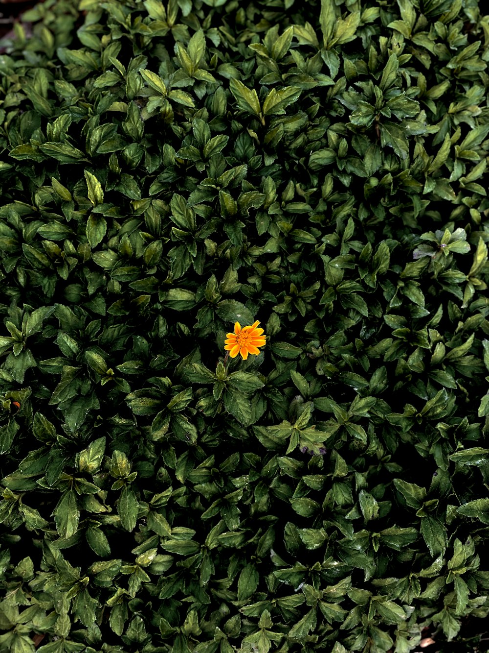 녹색 덤불 위에 앉아있는 작은 노란 꽃